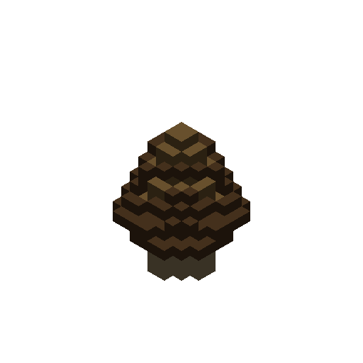 Morel